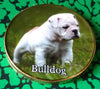 BULLDOG DOG #877 COLORIZED ART ROUND - 1